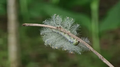 Caterpillar of the common archduke. Stock Footage 310612429