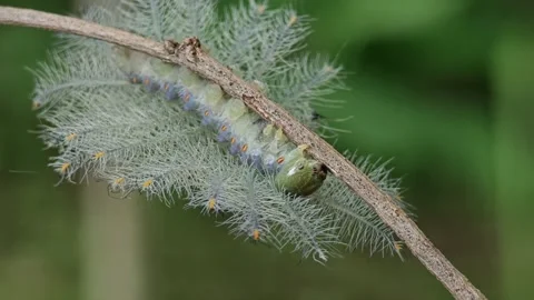 Caterpillar of the common archduke. Stock Footage 310612445