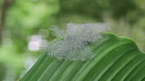 Caterpillar of the common archduke. Stock Footage 310612450