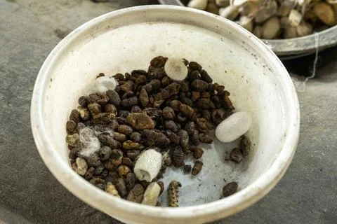 A caterpillar in a container Stock Photos
