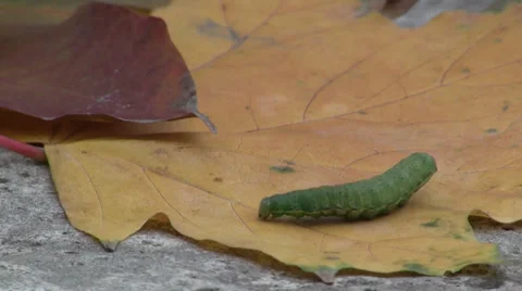 Caterpillar crawling across leaf 스톡 동영상 34148038