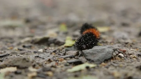 Caterpillar crawling along ground Stock Footage 72186635