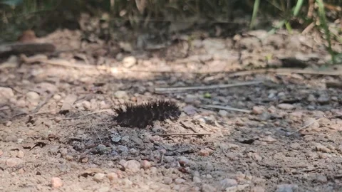 Caterpillar crawling along a path on a trail in Austin Texas Stock Footage 308976216
