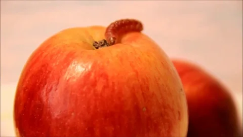 Caterpillar crawling on an apple and falling down Stock Footage 77862685