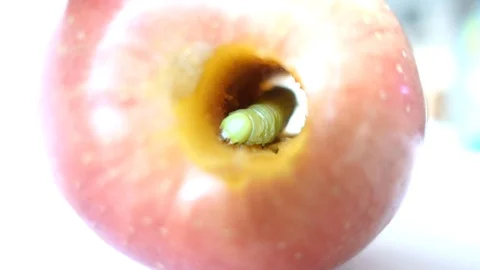 Caterpillar crawling on an apple and falling down 스톡 동영상 107778419