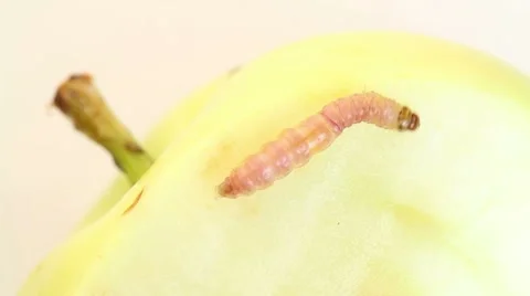 Caterpillar crawling on an apple Stock Footage 8520996