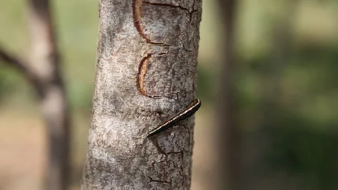 Caterpillar crawling around tree Stock Footage 138147088