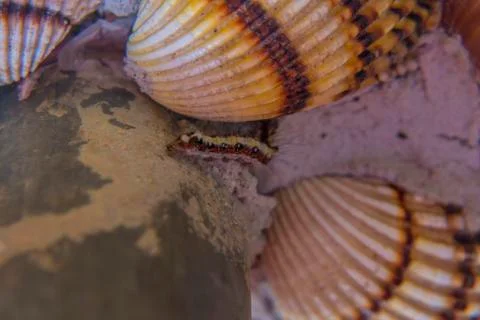 Caterpillar crawling between seashells Stock Photos