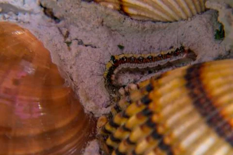 Caterpillar crawling between seashells Stock Photos