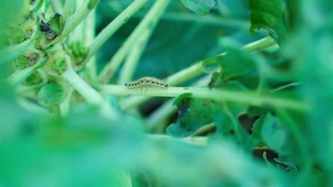 Caterpillar crawling on Brussels sprouts, close-up Stock Footage 318438681