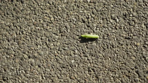 Caterpillar Crawling On Concrete Video stock 143261100