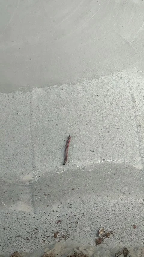 Caterpillar crawling on concrete surface background Stock Footage 337726533