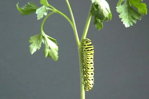 Caterpillar crawling 動画素材 7130038