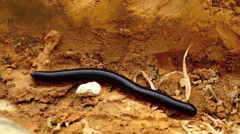 Caterpillar crawling Stock Footage 32325834