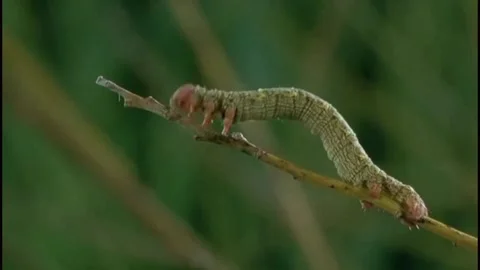 The caterpillar is crawling Stock Footage 205491945