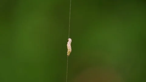 A caterpillar crawling Stock Footage 260527000