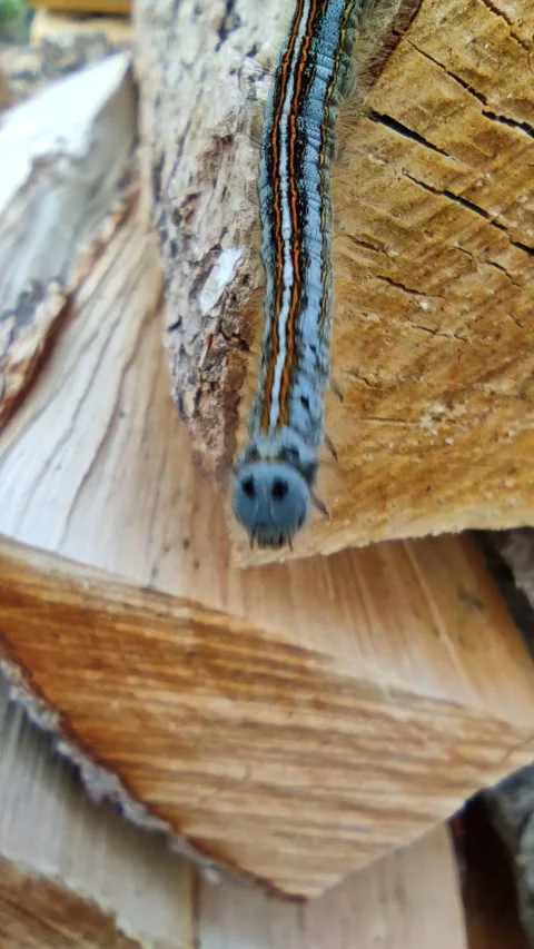 The caterpillar is crawling Video stock 260651260