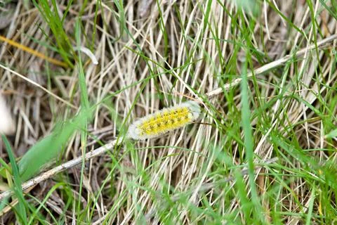 A caterpillar is crawling on the grass Stock Photos