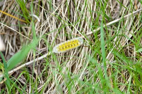 A caterpillar is crawling on the grass Stock Photos