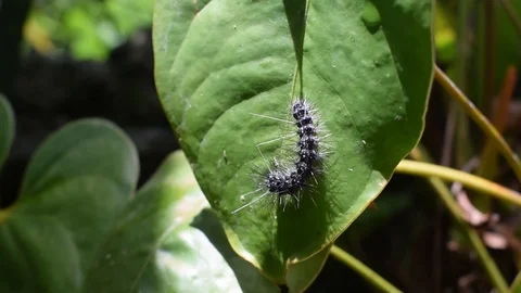 Caterpillar crawling on a green leaf Stock Footage 113345727