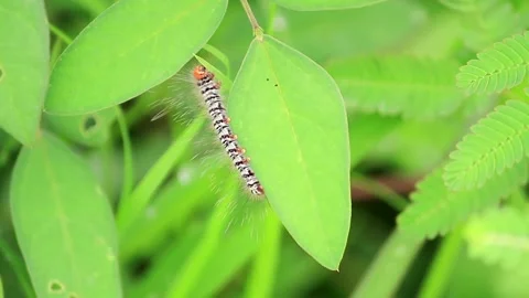 Caterpillar crawling on green leaf Video stock 171585250