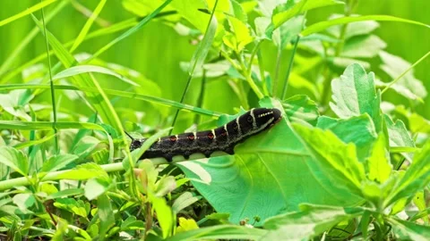 Caterpillar Crawling On Green Leaf Macro 스톡 동영상 344020223