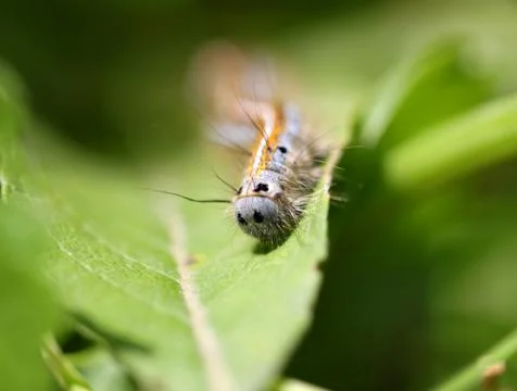 Caterpillar crawling on a green leaf Stock Photos