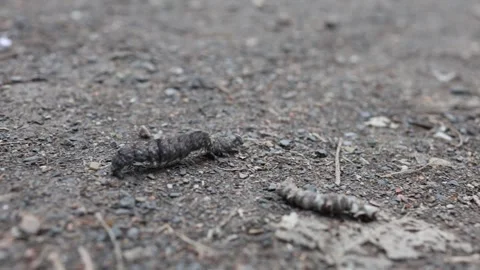Caterpillar crawling on the ground. The caterpillar quickly crawls along the Video stock 248902159