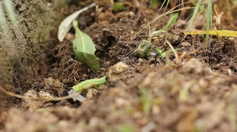 Caterpillar crawling on the ground Video stock 41380455