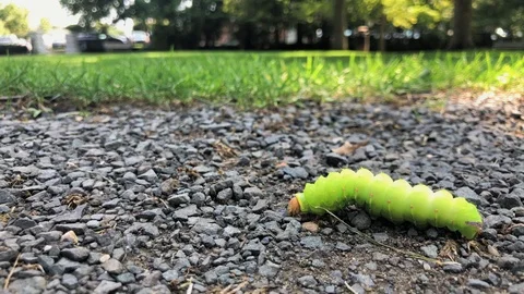 Caterpillar Crawling on the Ground Stock Footage 99872133