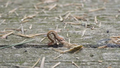 Caterpillar crawling on the ground Stock Footage 277927411