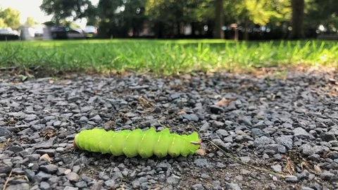 Caterpillar Crawling on the Ground at a Park Stock Footage 99872241