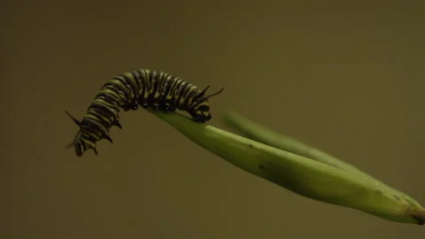 Caterpillar Crawling on Leaf, 4K Stock Footage 196614348