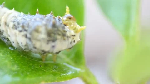 Caterpillar crawling on a leaf Vídeo Stock 156014856
