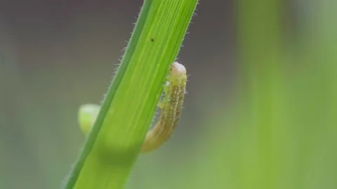 Caterpillar crawling on leaf Stock Footage 289318675