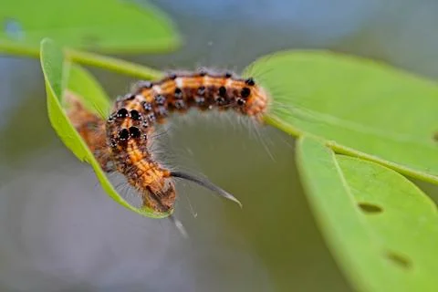 A caterpillar is crawling on a leaf Stock Photos