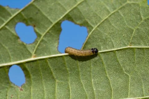A caterpillar is crawling on a leaf 스톡 사진