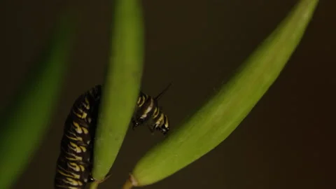 Caterpillar Crawling on Leaf, Slo-Mo 4K Stock Footage 196517152