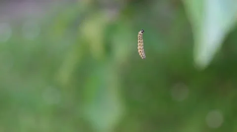 Caterpillar crawling up to leave Stock Footage 39838244