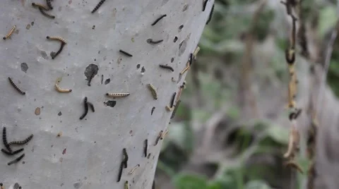 Caterpillar crawling on a mesh Stock Footage 64692891