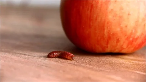 Caterpillar crawling past a red apple Stock Footage 77862519