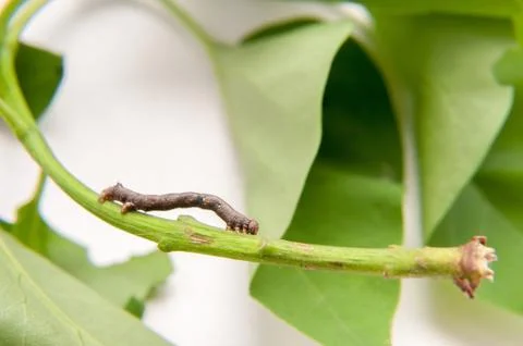 The caterpillar crawling Stock Photos
