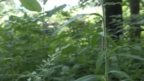 Caterpillar | Crawling on plant -02 Stock Footage