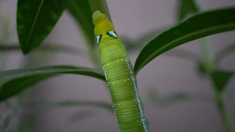 Caterpillar crawling on the plant Stock Footage 139880927