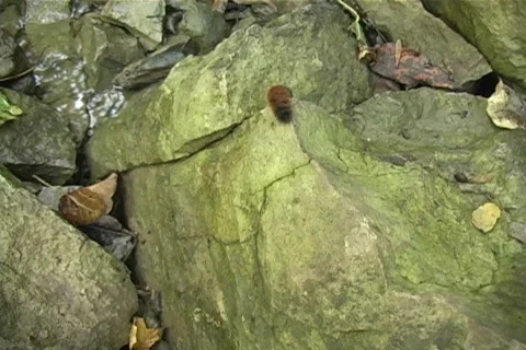 Caterpillar crawling on a rock Stock Footage