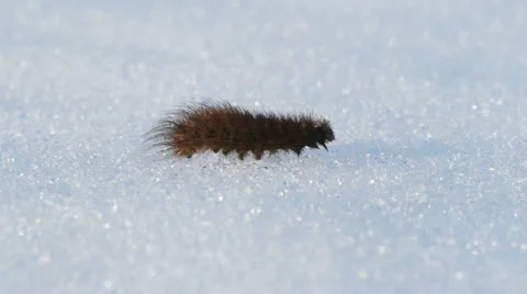 The caterpillar crawling on the snow 스톡 동영상 10852029