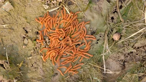 The caterpillar is crawling on the soil. Caterpillar close-up. Stock Footage 206725863