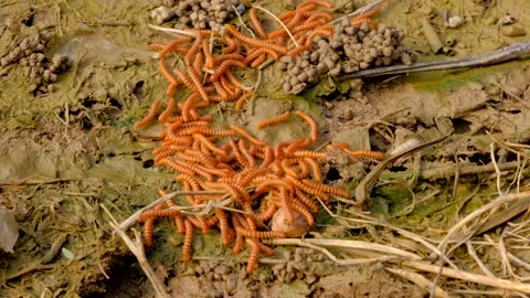 The caterpillar is crawling on the soil. Caterpillar close-up. Stock Footage 206733428