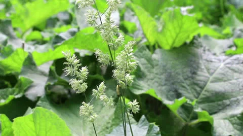Caterpillar crawling on the stalk Stock Footage 24758712
