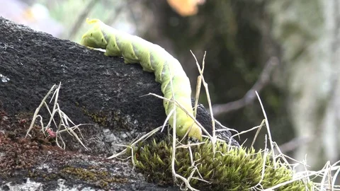 Caterpillar crawling on the stone. Stock Footage 71828214